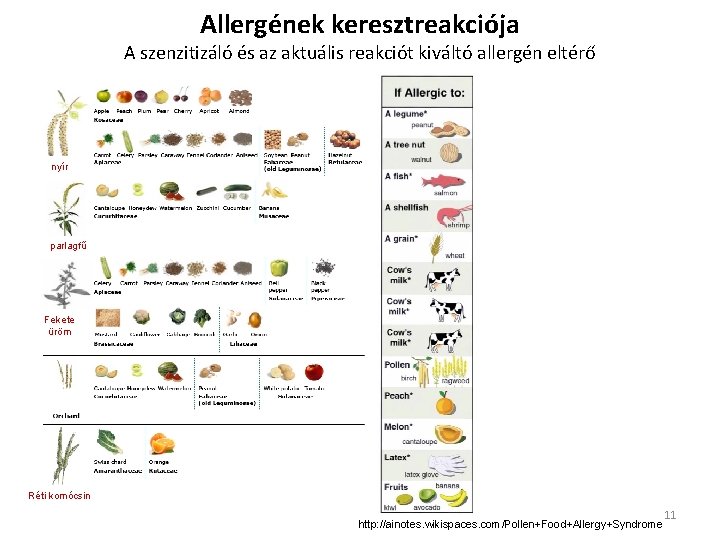 Allergének keresztreakciója A szenzitizáló és az aktuális reakciót kiváltó allergén eltérő nyír parlagfű Fekete