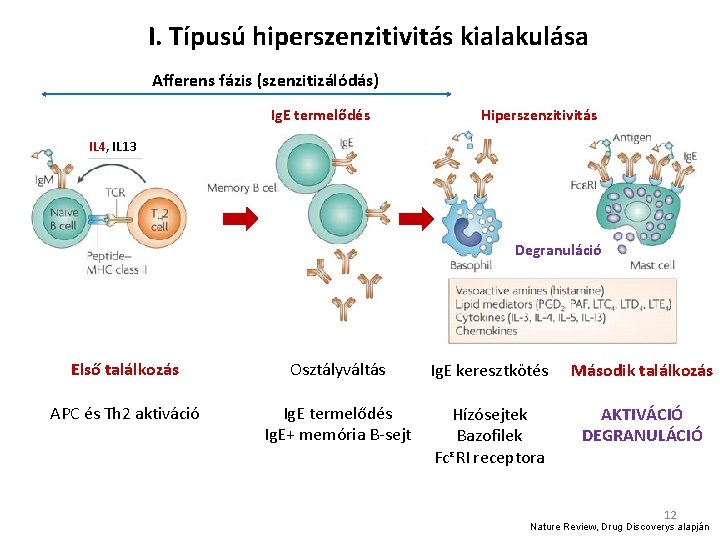 I. Típusú hiperszenzitivitás kialakulása Afferens fázis (szenzitizálódás) Ig. E termelődés Hiperszenzitivitás IL 4, IL