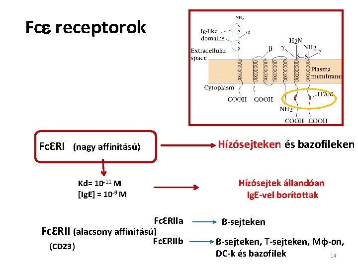 Fce receptorok FcƐRI (nagy affinitású) Kd= 10 -11 M [Ig. E] = 10 -9