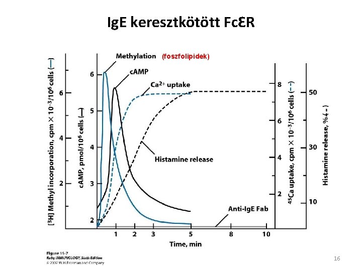 Ig. E keresztkötött FcƐR (foszfolipidek) 16 