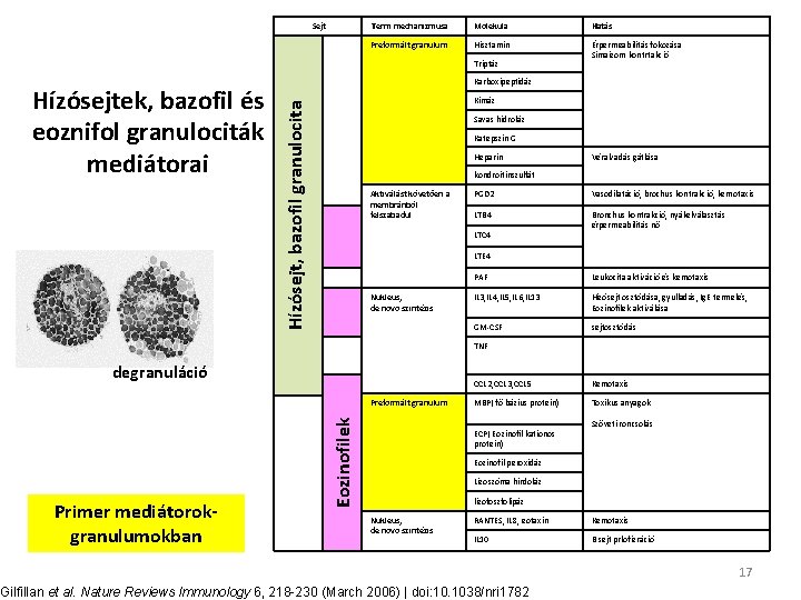 Sejt Term mechanizmusa Molekula Hatás Preformált granulum Hisztamin Érpermeabilitás fokozása Simaizom kontrtakció Triptáz Kimáz