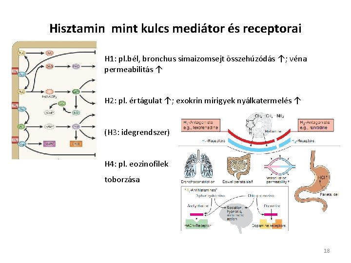 Hisztamin mint kulcs mediátor és receptorai H 1: pl. bél, bronchus simaizomsejt összehúzódás ↑;