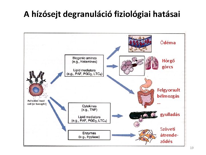 A hízósejt degranuláció fiziológiai hatásai Ödéma Hörgő görcs Felgyorsult bélmozgás … gyulladás Szöveti átrendeződés