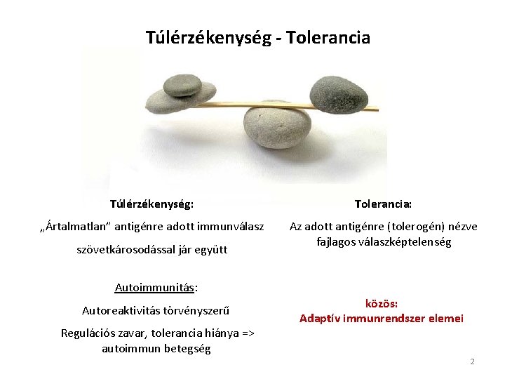 Túlérzékenység - Tolerancia Túlérzékenység: Tolerancia: „Ártalmatlan” antigénre adott immunválasz Az adott antigénre (tolerogén) nézve