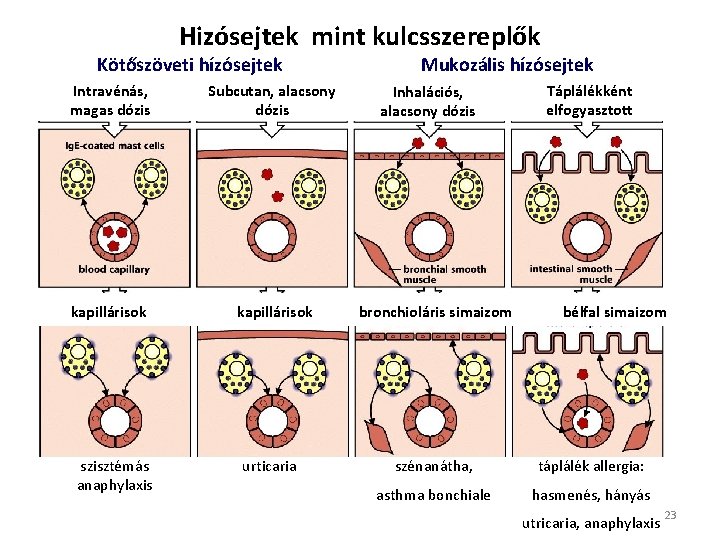 Hizósejtek mint kulcsszereplők Kötőszöveti hízósejtek Intravénás, magas dózis Subcutan, alacsony dózis kapillárisok szisztémás anaphylaxis