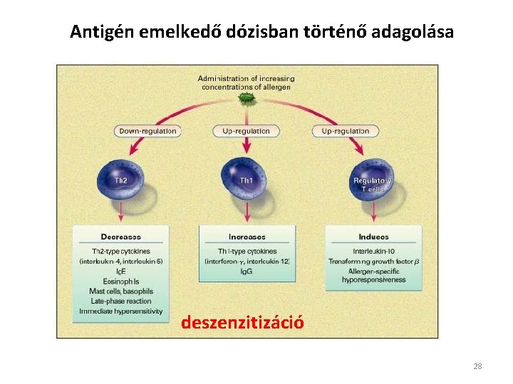 Antigén emelkedő dózisban történő adagolása deszenzitizáció 28 