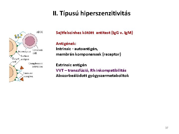 II. Típusú hiperszenzitivitás Sejtfelszínhez kötött antitest (Ig. G v. Ig. M) Antigének: Intrinsic -