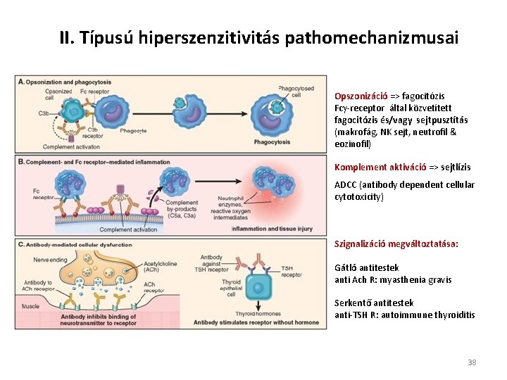 II. Típusú hiperszenzitivitás pathomechanizmusai Opszonizáció => fagocitózis Fc -receptor által közvetített fagocitózis és/vagy sejtpusztítás