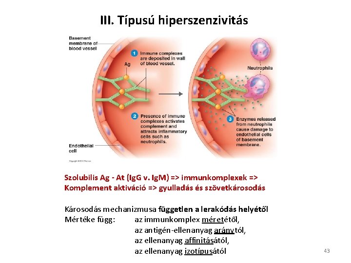 III. Típusú hiperszenzivitás Szolubilis Ag - At (Ig. G v. Ig. M) => immunkomplexek