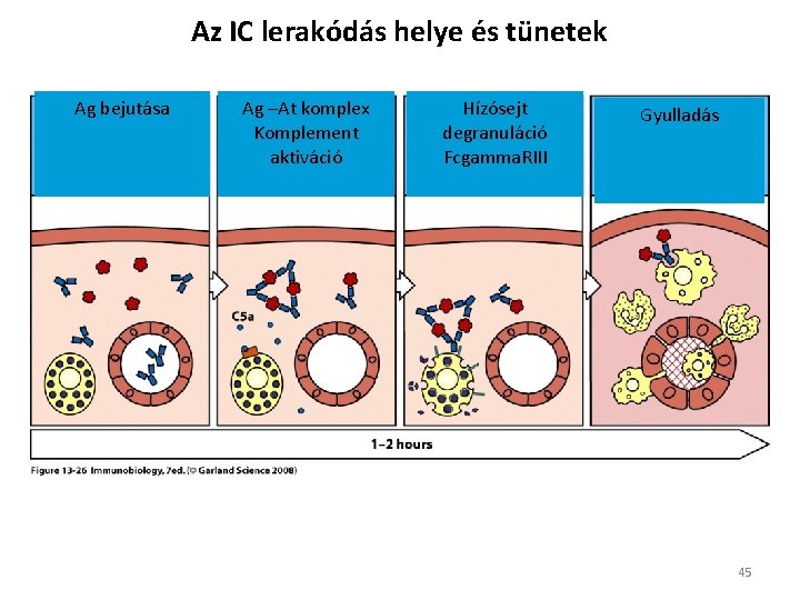 Az IC lerakódás helye és tünetek Ag bejutása Ag –At komplex Komplement aktiváció Hízósejt