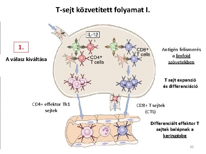 T-sejt közvetített folyamat I. 1. A válasz kiváltása Antigén felismerés a limfoid szövetekben T