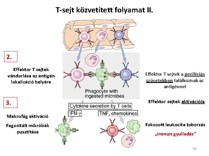 T-sejt közvetített folyamat II. 2. Effektor T sejtek vándorlása az antigén lokalizáció helyére 3.