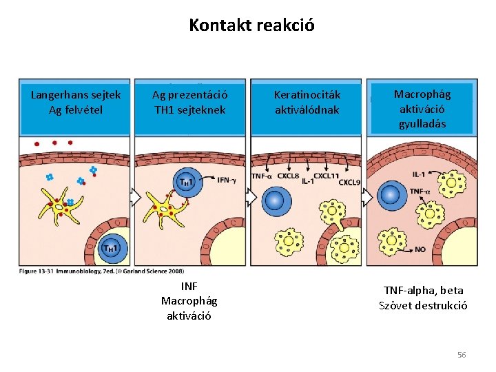 Kontakt reakció Langerhans sejtek Ag felvétel Ag prezentáció TH 1 sejteknek INF Macrophág aktiváció