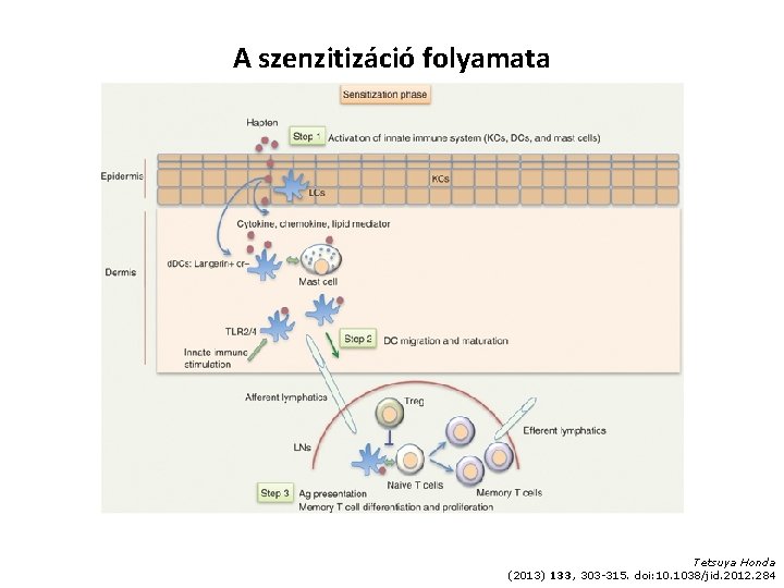 A szenzitizáció folyamata Tetsuya Honda (2013) 133, 303 -315. doi: 10. 1038/jid. 2012. 284