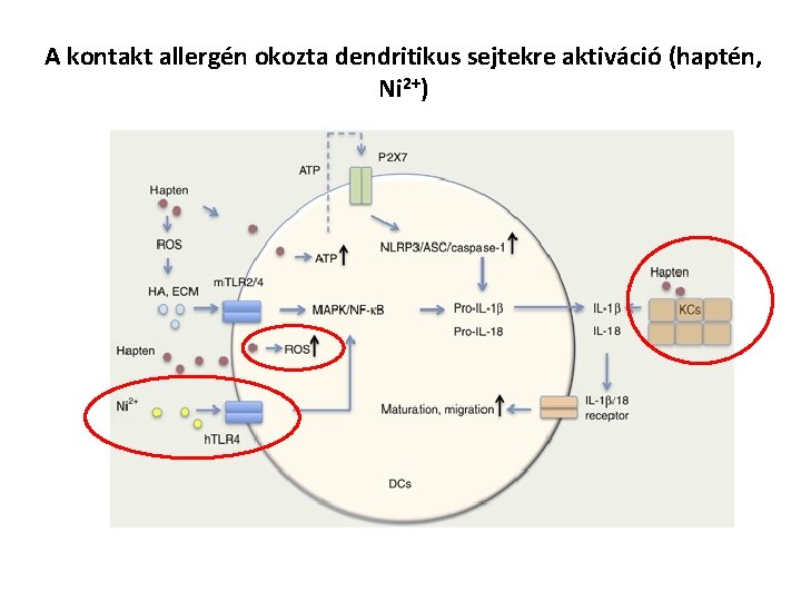 A kontakt allergén okozta dendritikus sejtekre aktiváció (haptén, Ni 2+) 