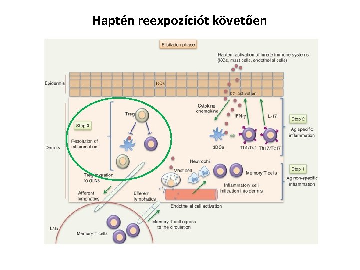 Haptén reexpozíciót követően 