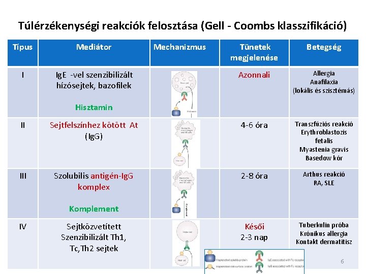 Túlérzékenységi reakciók felosztása (Gell - Coombs klasszifikáció) Típus Mediátor I Ig. E -vel szenzibilizált