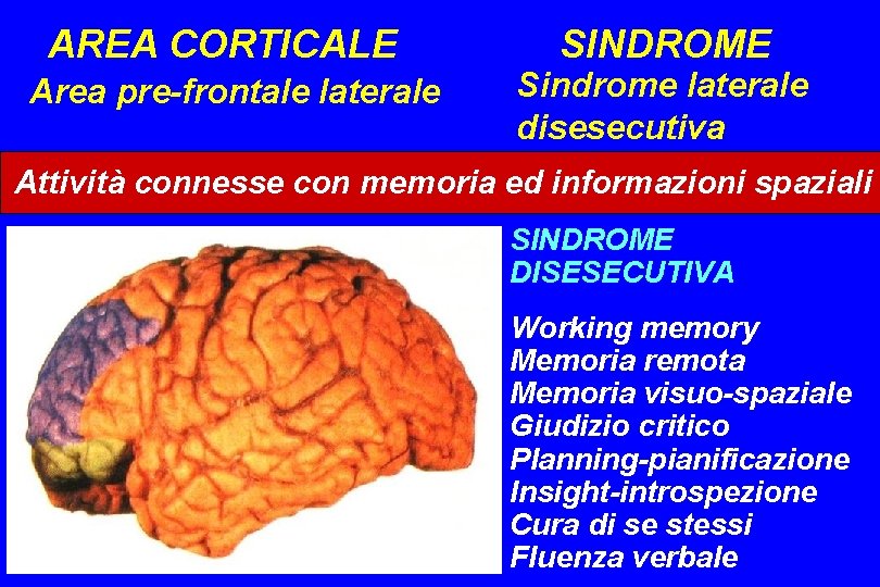 AREA CORTICALE Area pre-frontale laterale SINDROME Sindrome laterale disesecutiva Attività connesse con memoria ed