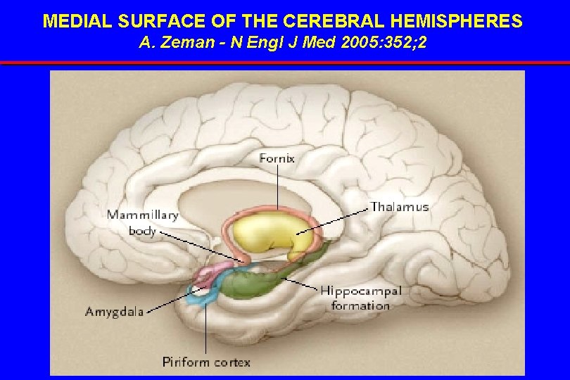 MEDIAL SURFACE OF THE CEREBRAL HEMISPHERES A. Zeman - N Engl J Med 2005: