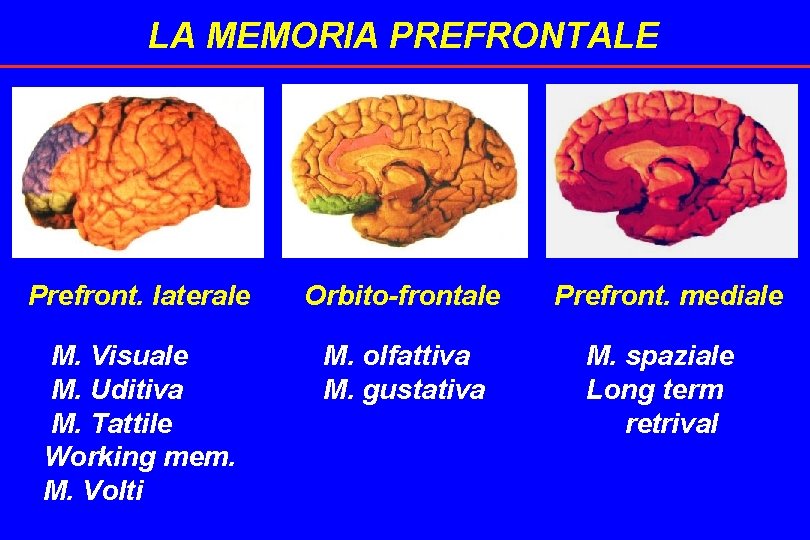 LA MEMORIA PREFRONTALE Prefront. laterale Orbito-frontale M. Visuale M. Uditiva M. Tattile Working mem.