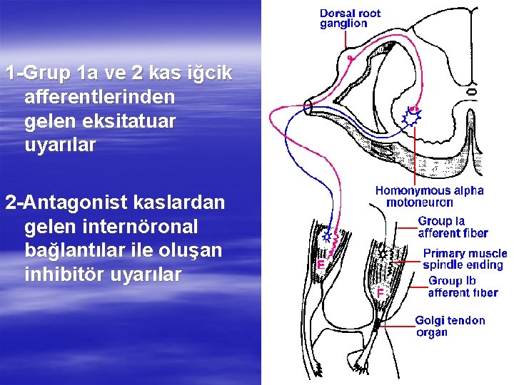 1 -Grup 1 a ve 2 kas iğcik afferentlerinden gelen eksitatuar uyarılar 2 -Antagonist