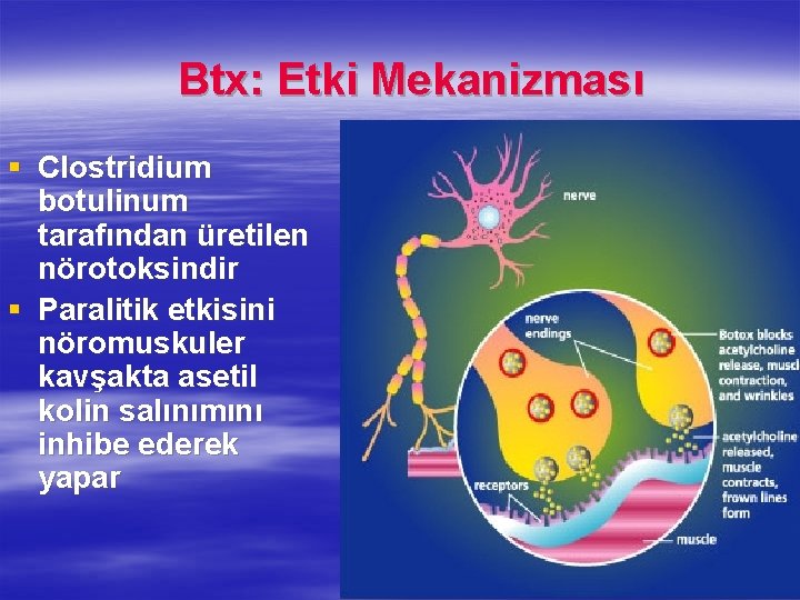 Btx: Etki Mekanizması § Clostridium botulinum tarafından üretilen nörotoksindir § Paralitik etkisini nöromuskuler kavşakta