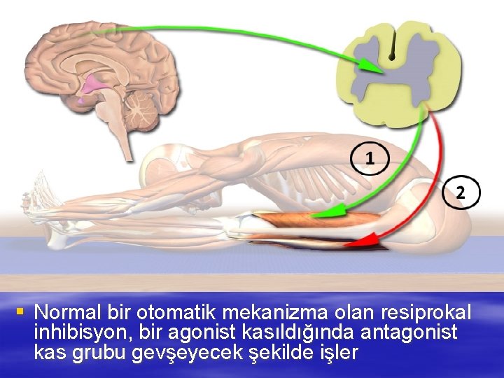 § Normal bir otomatik mekanizma olan resiprokal inhibisyon, bir agonist kasıldığında antagonist kas grubu