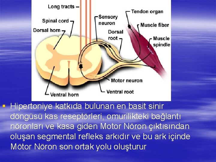 § Hipertoniye katkıda bulunan en basit sinir döngüsü kas reseptörleri, omurilikteki bağlantı nöronları ve § Hipertoniye katkıda bulunan en basit sinir döngüsü kas reseptörleri, omurilikteki bağlantı nöronları ve