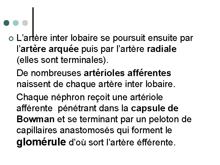 ¢ L’artère inter lobaire se poursuit ensuite par l’artère arquée puis par l’artère radiale