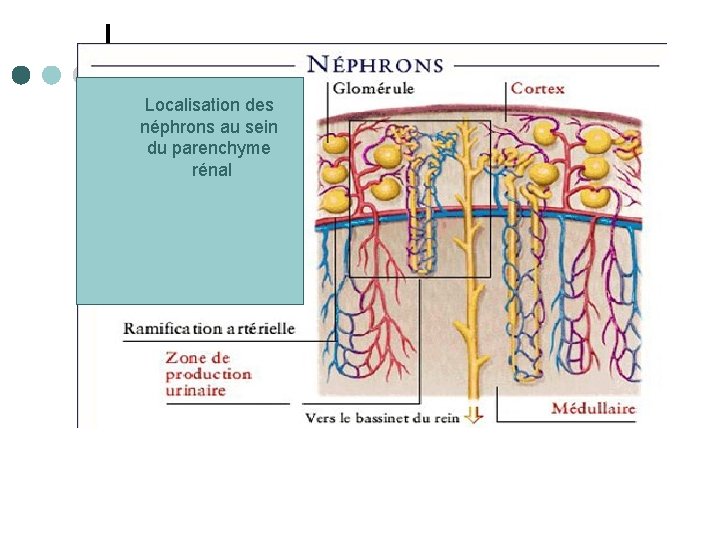 Localisation des néphrons au sein du parenchyme rénal 