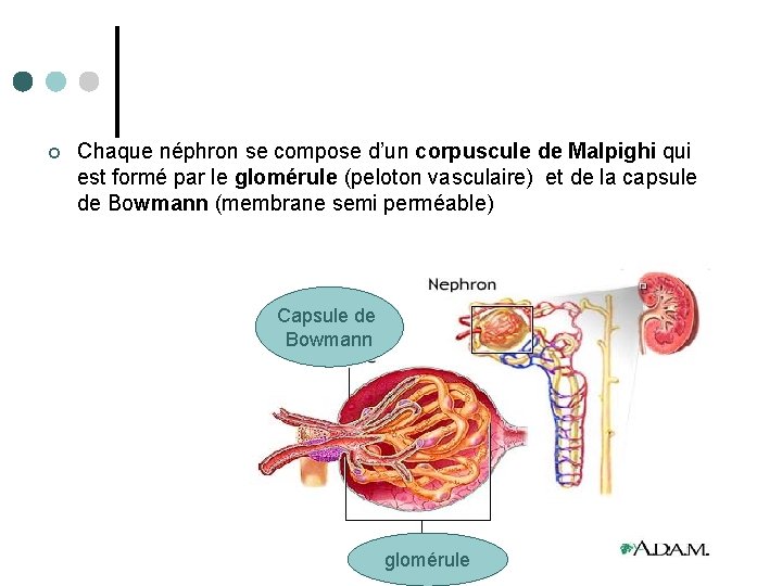 ¢ Chaque néphron se compose d’un corpuscule de Malpighi qui est formé par le