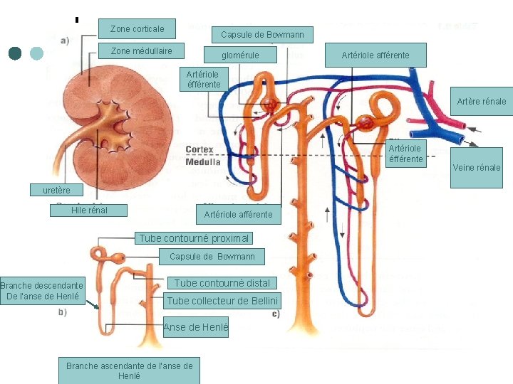Zone corticale Capsule de Bowmann Zone médullaire glomérule Artériole afférente Artériole éfférente Artère rénale