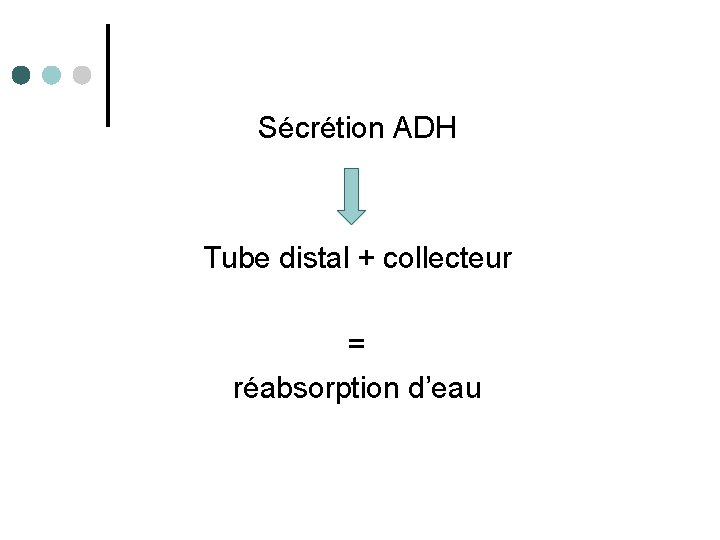 Sécrétion ADH Tube distal + collecteur = réabsorption d’eau 