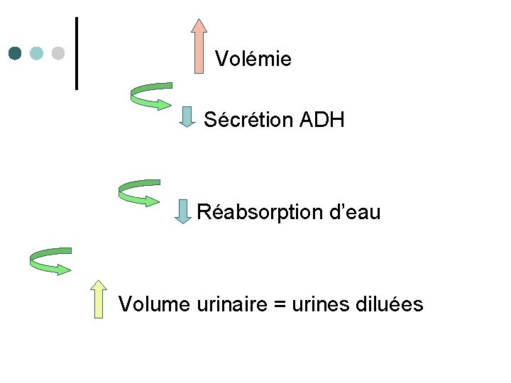 Volémie Sécrétion ADH Réabsorption d’eau Volume urinaire = urines diluées 