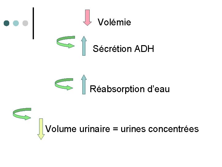 Volémie Sécrétion ADH Réabsorption d’eau Volume urinaire = urines concentrées 