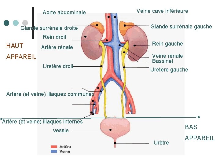 Aorte abdominale Glande surrénale droite Veine cave inférieure Glande surrénale gauche Rein droit HAUT