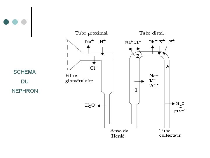 SCHEMA DU NEPHRON 