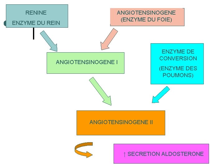RENINE ENZYME DU REIN ANGIOTENSINOGENE (ENZYME DU FOIE) ENZYME DE CONVERSION ANGIOTENSINOGENE I (ENZYME
