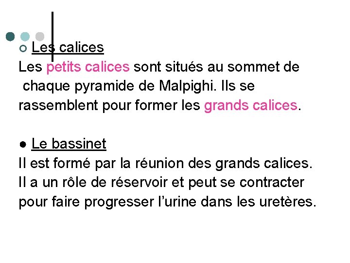 Les calices Les petits calices sont situés au sommet de chaque pyramide de Malpighi.