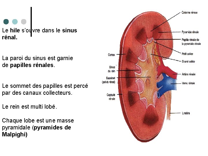 Le hile s’ouvre dans le sinus rénal. La paroi du sinus est garnie de