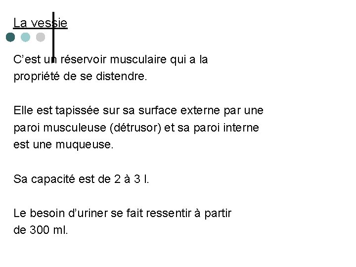 La vessie C’est un réservoir musculaire qui a la propriété de se distendre. Elle