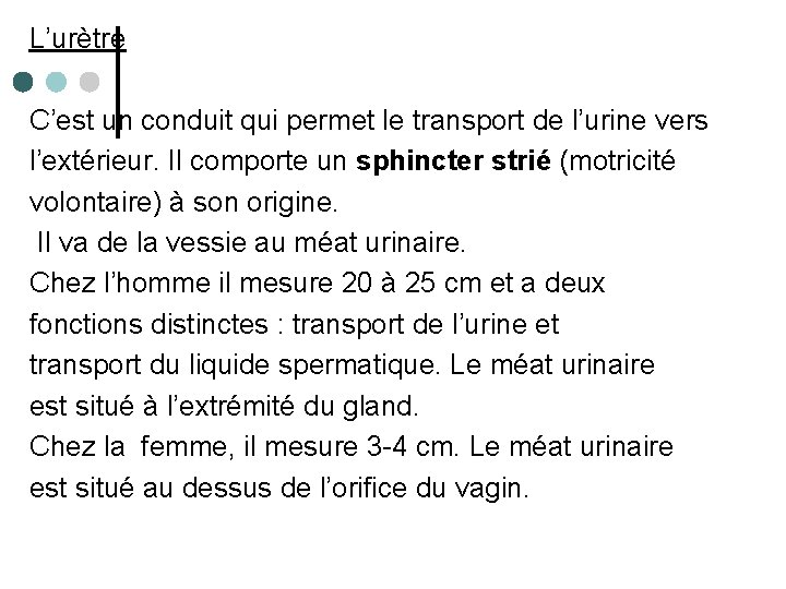 L’urètre C’est un conduit qui permet le transport de l’urine vers l’extérieur. Il comporte