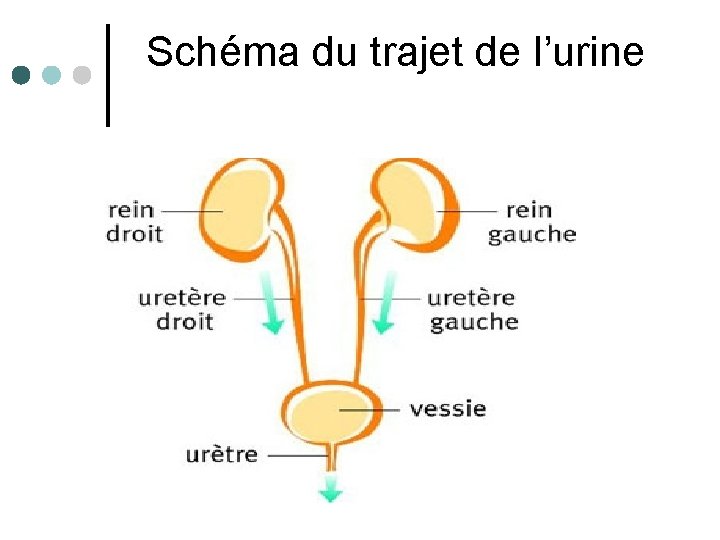 Schéma du trajet de l’urine 