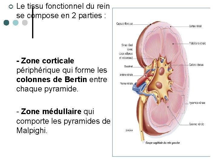 ¢ Le tissu fonctionnel du rein se compose en 2 parties : - Zone