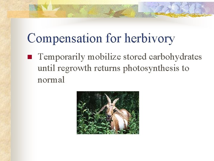 Compensation for herbivory n Temporarily mobilize stored carbohydrates until regrowth returns photosynthesis to normal