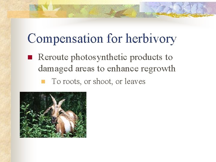 Compensation for herbivory n Reroute photosynthetic products to damaged areas to enhance regrowth n