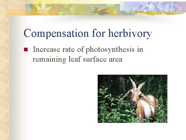 Compensation for herbivory n Increase rate of photosynthesis in remaining leaf surface area 