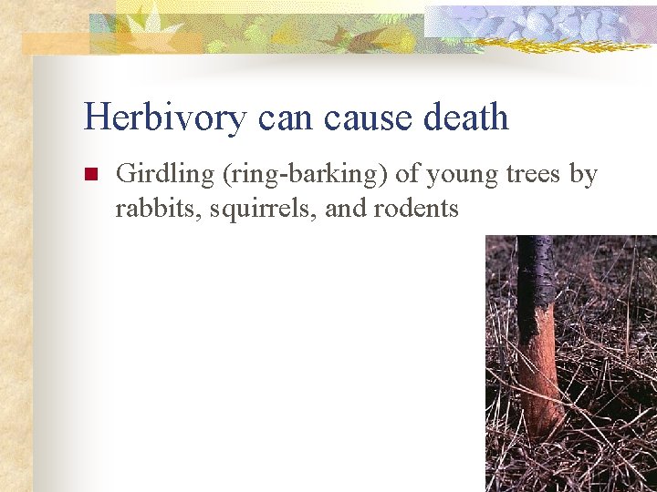 Herbivory can cause death n Girdling (ring-barking) of young trees by rabbits, squirrels, and