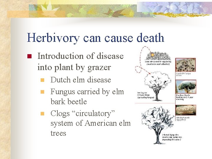 Herbivory can cause death n Introduction of disease into plant by grazer n n