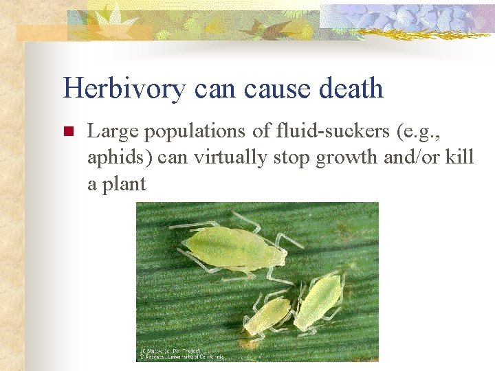 Herbivory can cause death n Large populations of fluid-suckers (e. g. , aphids) can